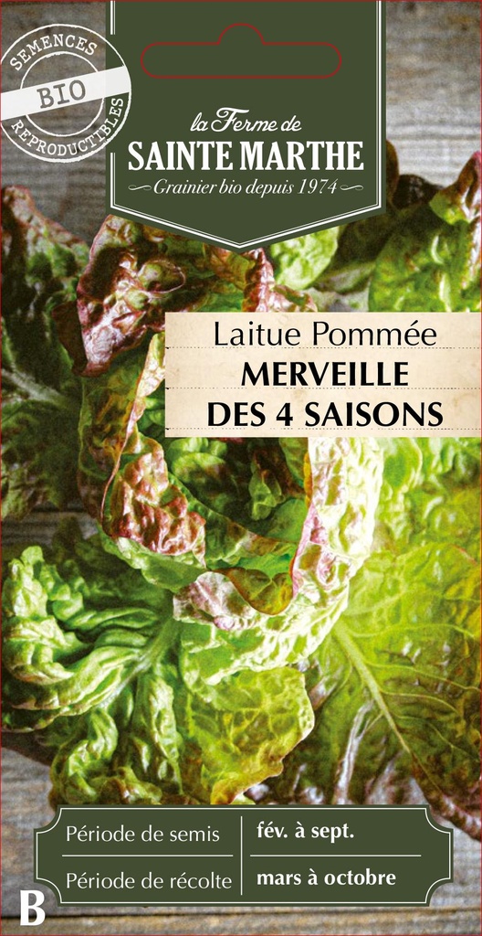 Laitue Pommée Merveille Des 4 Saisons
