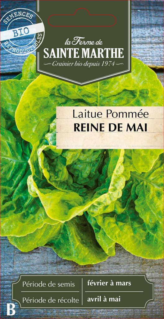 Laitue Pommée Reine De Mai