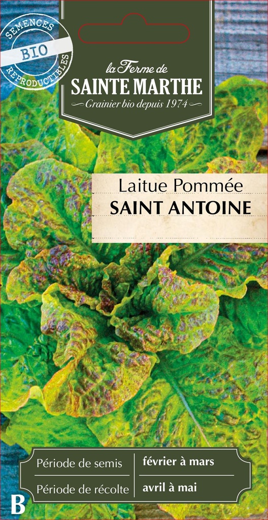 Laitue Pommée Saint Antoine