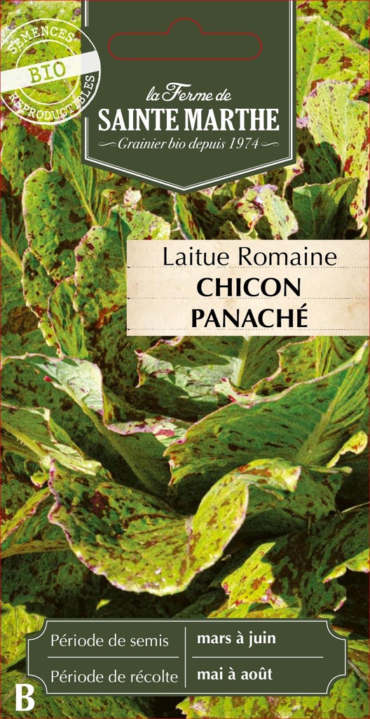 Laitue Romaine Chicon Panaché