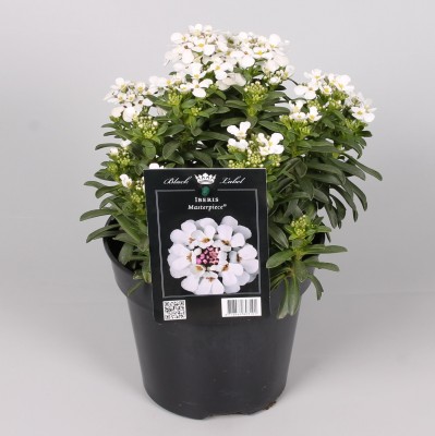 Iberis 'Masterpiece'