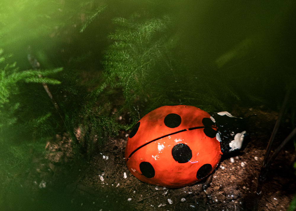Coccinelle