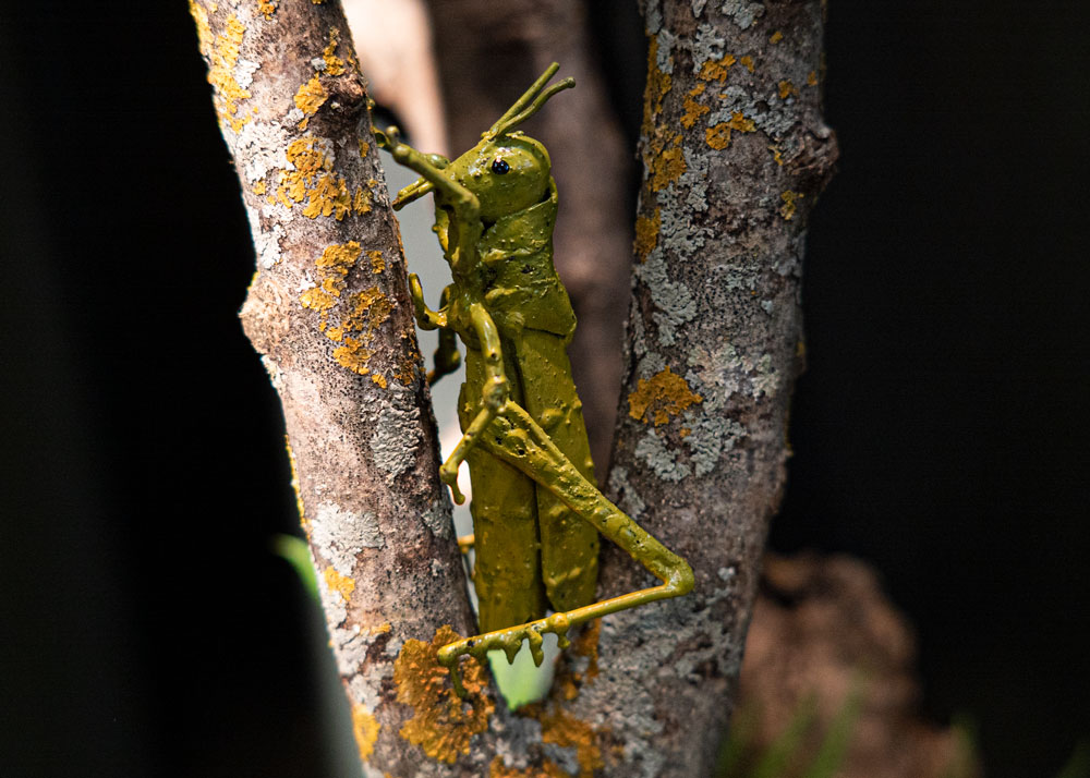 Cricket