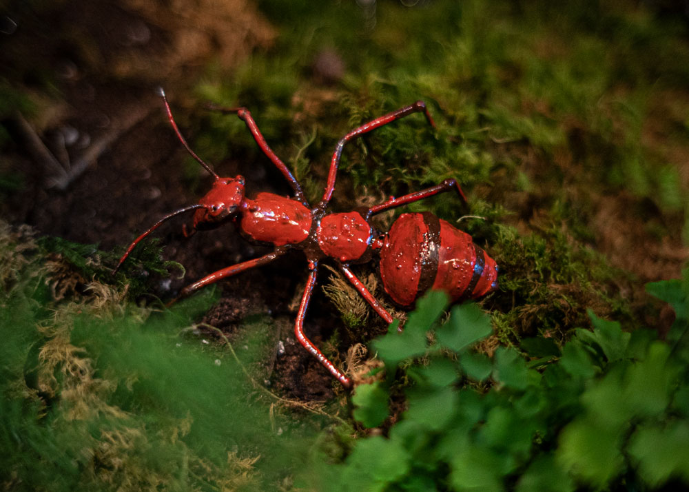 Fourmi Rouge