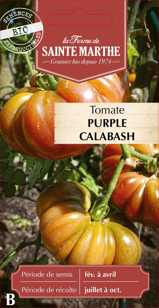 Tomate Purple Calabash