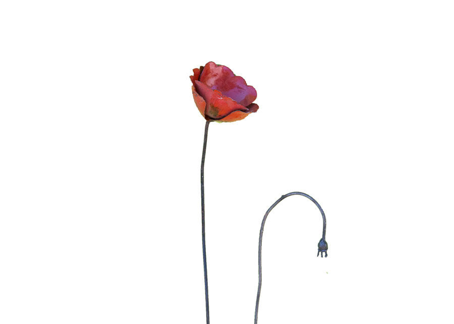 Coquelicot