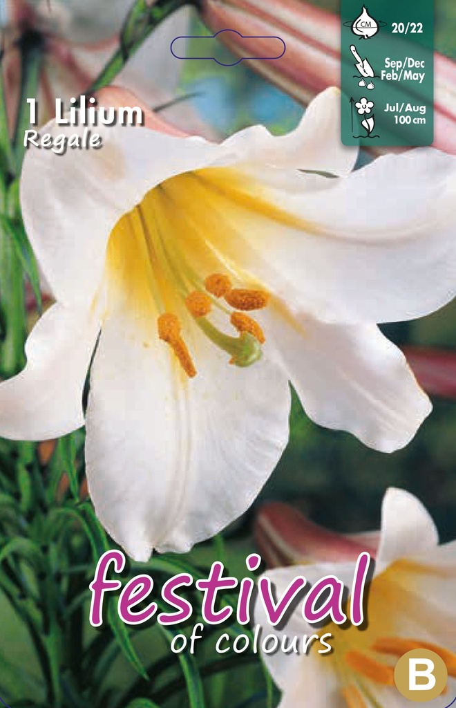 Lilium Trompettes Regale