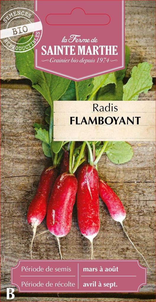 Radis Flamboyant 2