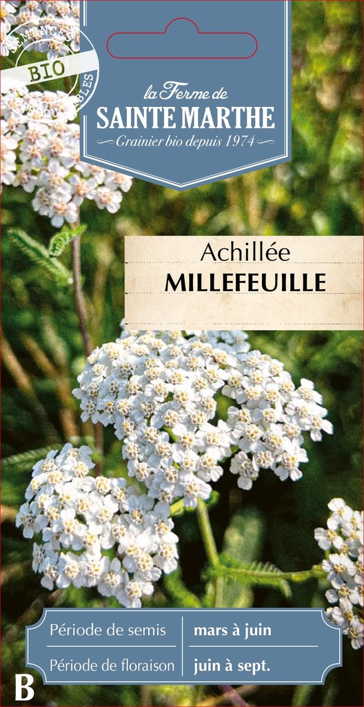 Achillée Millefeuille