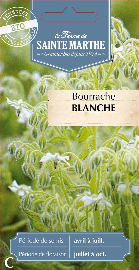 Bourrache Blanche