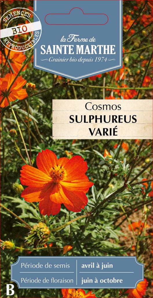 Cosmos Sulphureus Varié