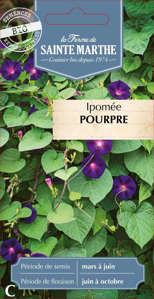 Ipomée Pourpre