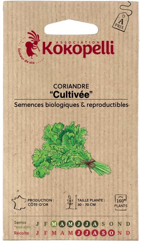 Coriandre Cultivée