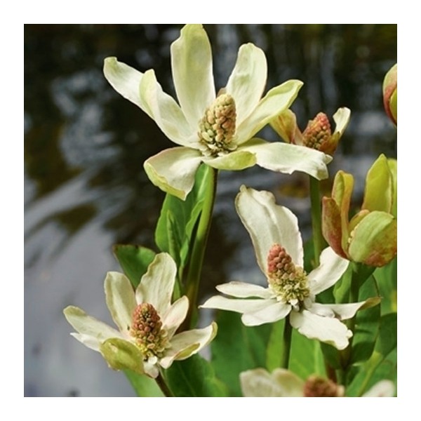 Anemopsis californica