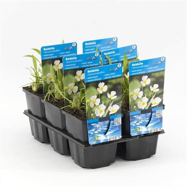 Baldellia ranuculoides