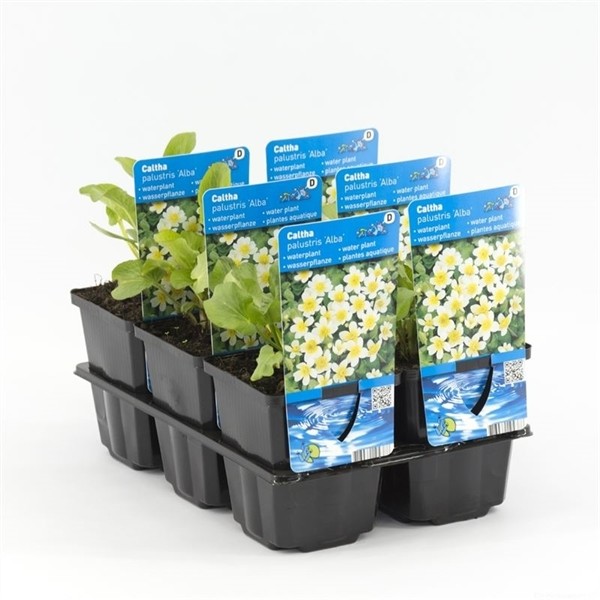 Caltha palustris 'Alba'