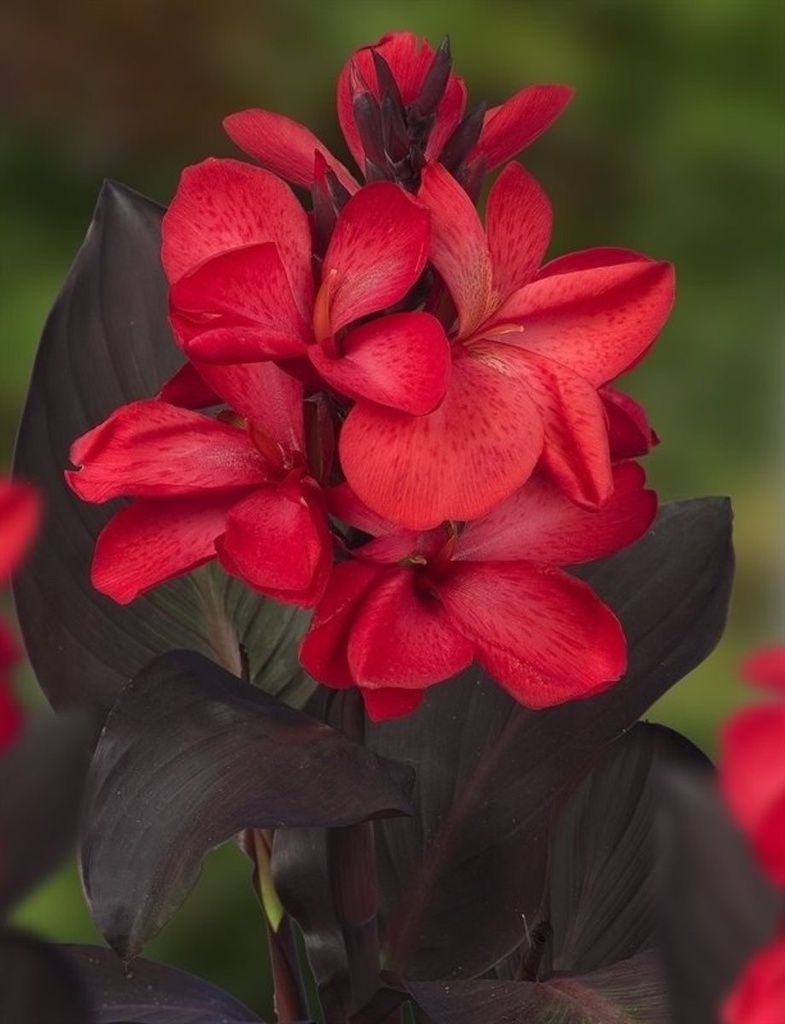 Canna 'Red'