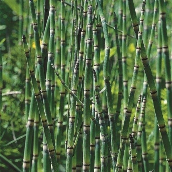 Equisetum japonica