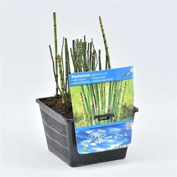 Equisetum japonica