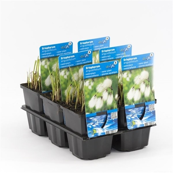 Eriophorum angustifolium