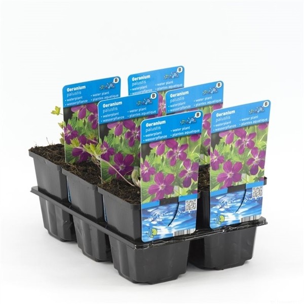 Geranium palustris
