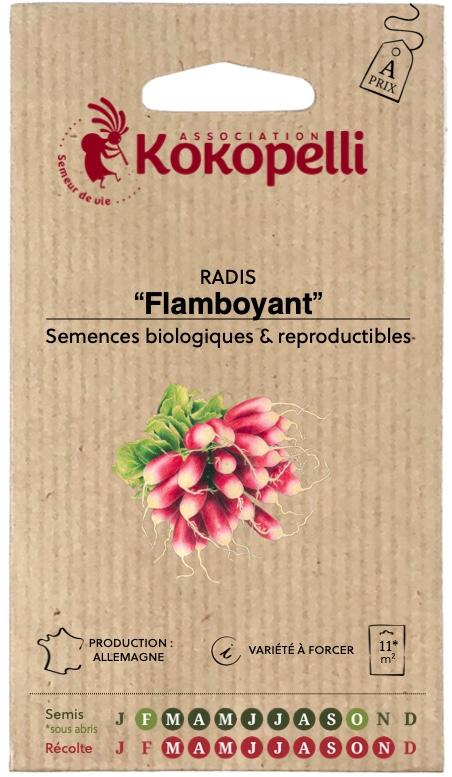Radis de Tous Les Mois Flamboyant