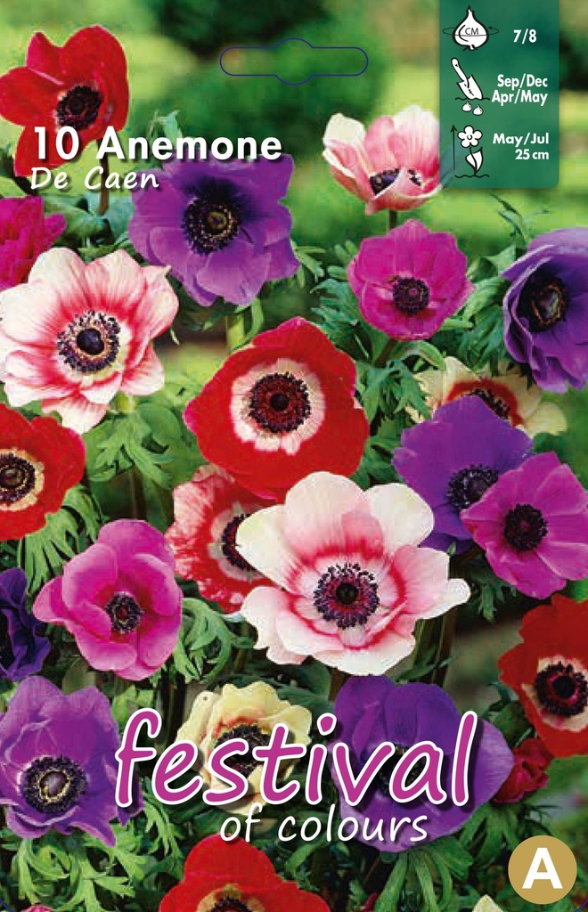 Anemone de Caen Mélange