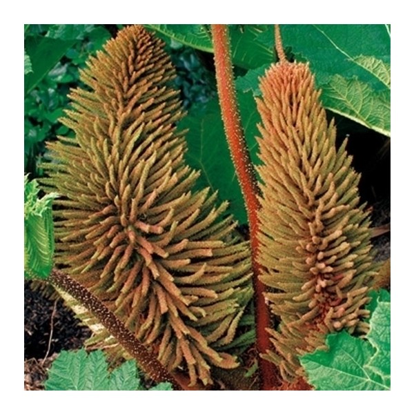 Gunnera manicata