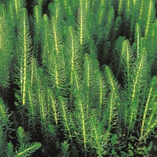 Hippuris vulgaris