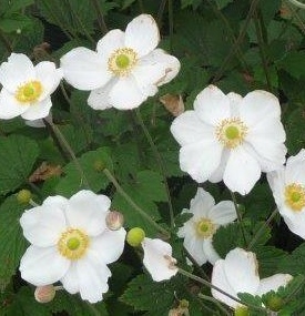 Anemone hupehensis 'Andrea Atkinson'