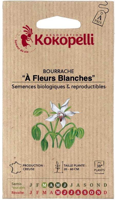 Bourrache à fleurs blanches