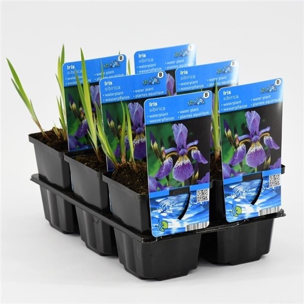 Iris siberica