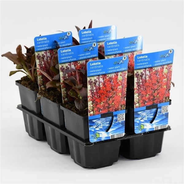 Lobelia cardinalis