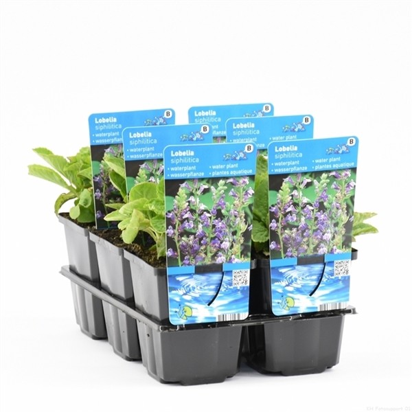 Lobelia syphilitica
