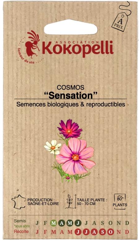 Cosmos Versailles