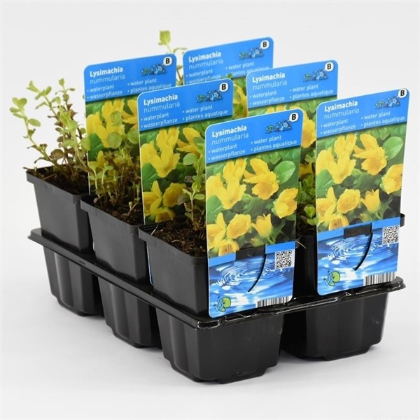 Lysimachia nummularia