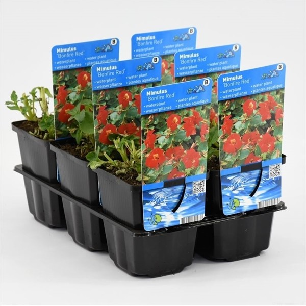 Mimulus 'Bonfire Red'