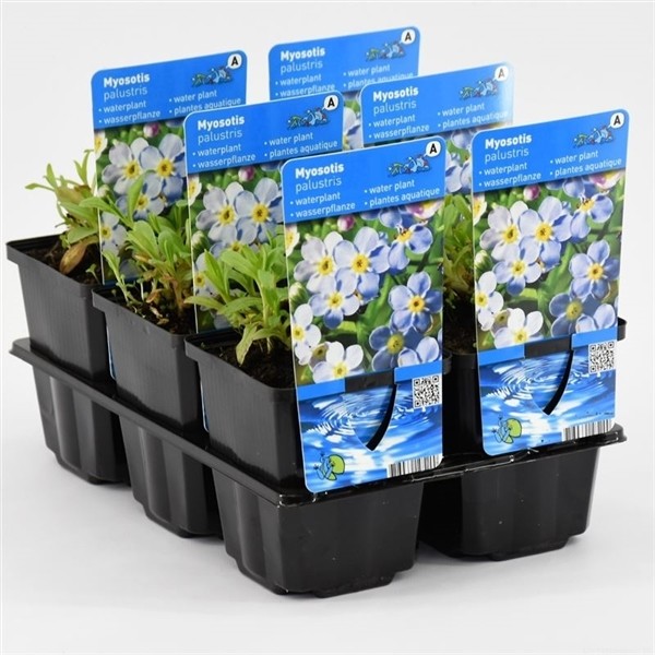 Myosotis palustris