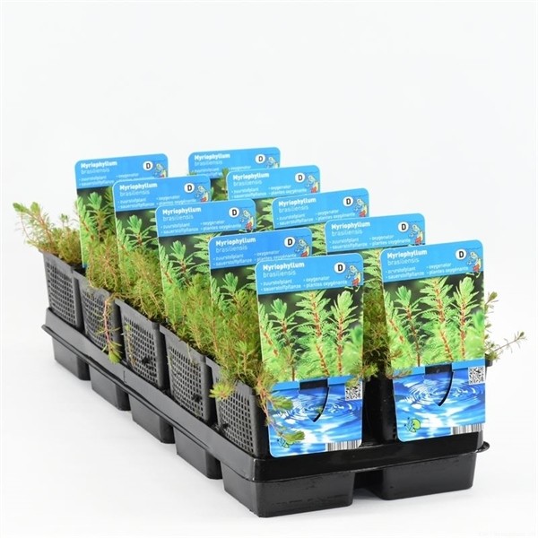 Myriophyllum brasiliensis 'Red Stem'