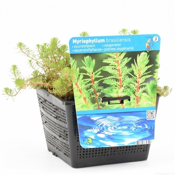 Myriophyllum brasiliensi