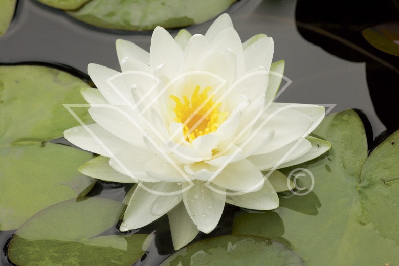 Nymphaea albatros 'Blanc'