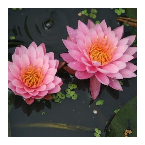 Nymphaea american 'Star Red'