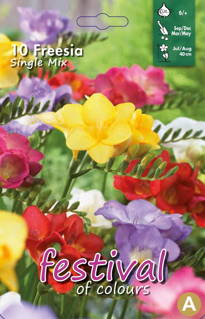 Freesia Mélange Simples