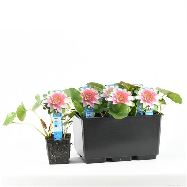 Nymphaea attraction 'Rouge