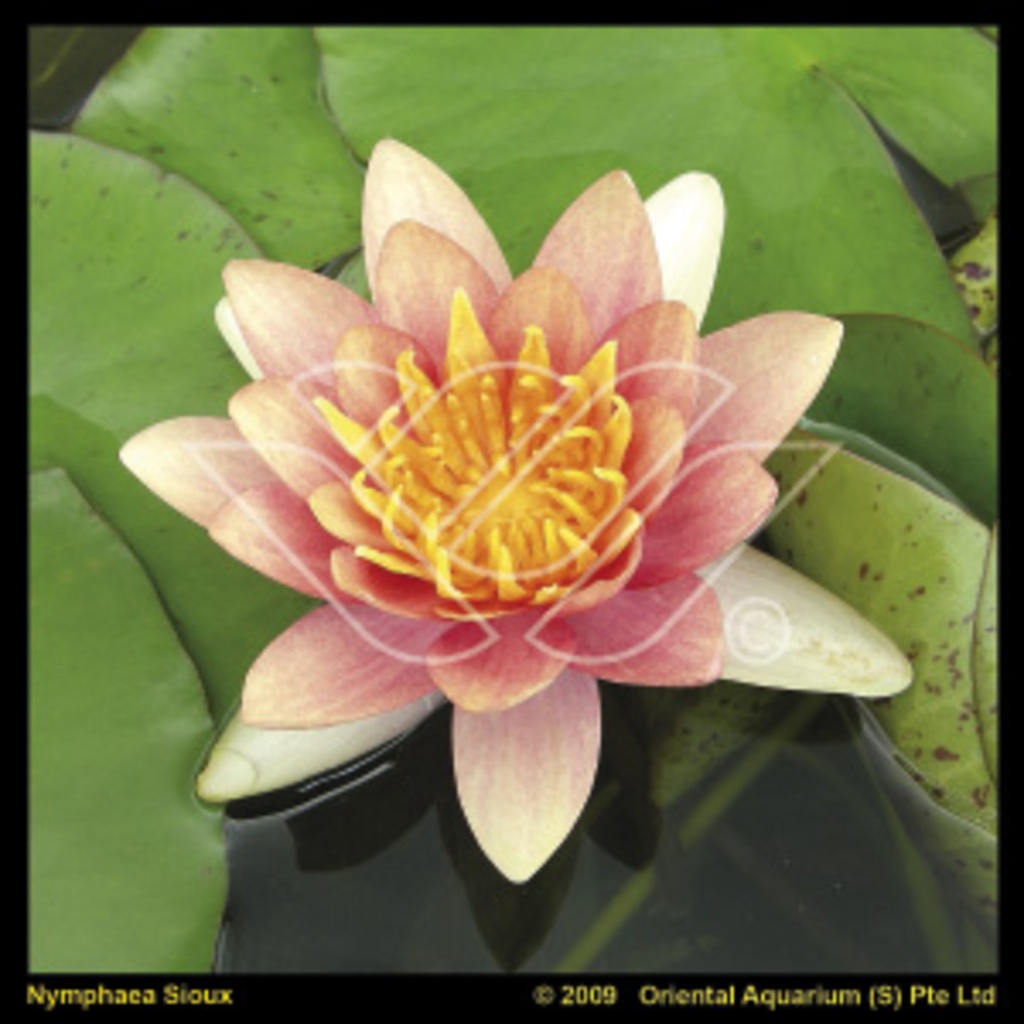 Nymphaea aurora 'Cuivre'