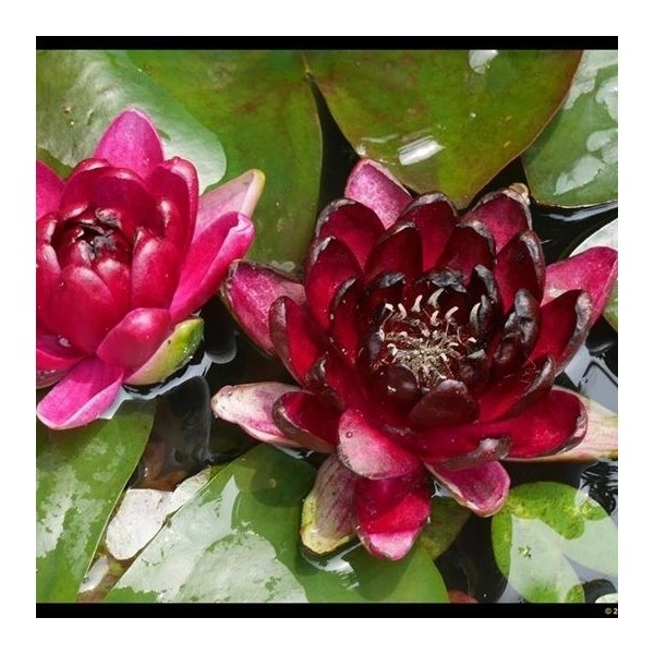 Nymphaea 'Black Princess'