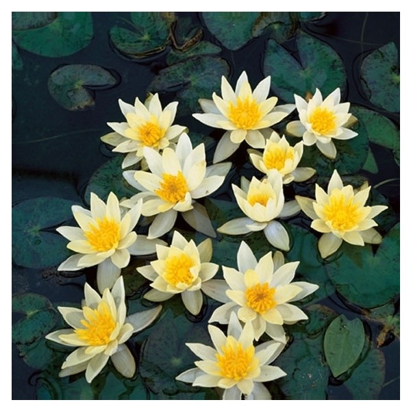 Nymphaea 'Pygmaea Helvola'
