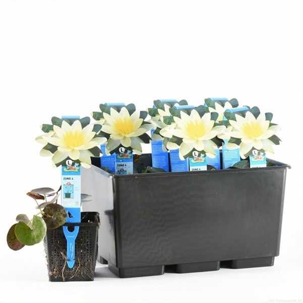 Nymphaea 'Pygmaea Helvola'