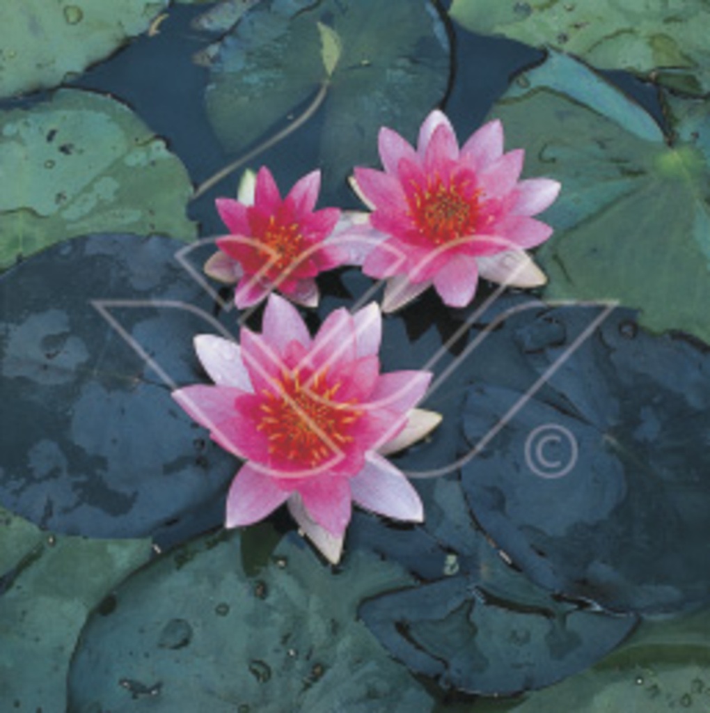 Nymphaea 'Pygmaea Rubra'