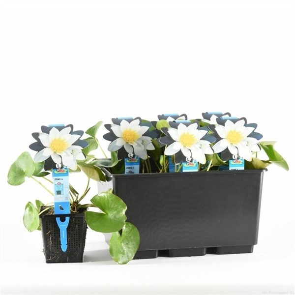 Nymphaea 'Pygmea Alba'